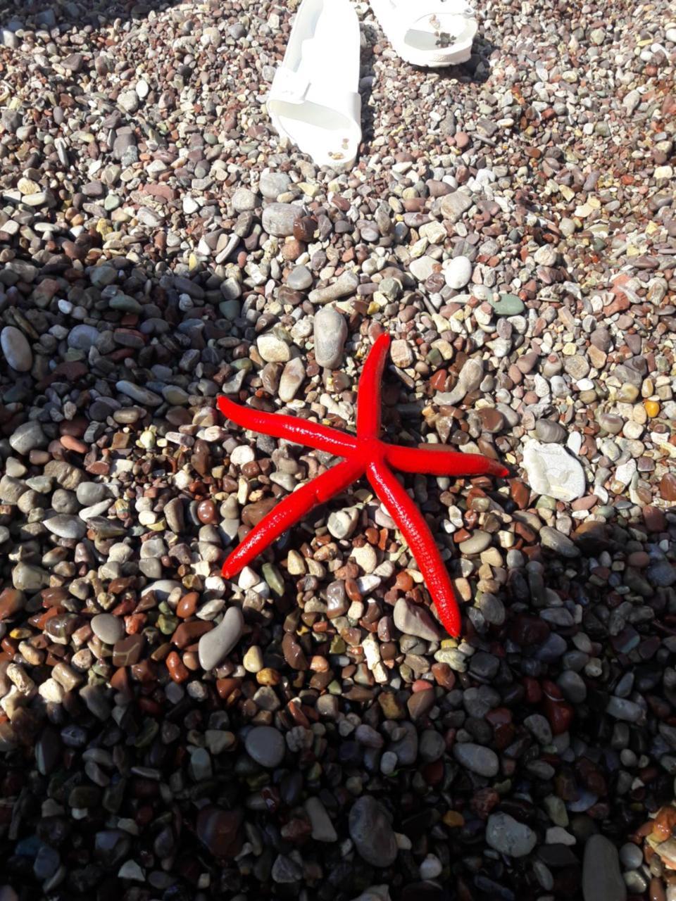 Sea Star Apartment Dobra Voda Exterior foto
